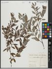 Foto von Salix alba subsp. alba L.